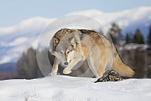 A Tundra Wolf (Canis lupus albus) walking in the winter snow with the Rocky mountains in the background