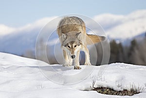 A Tundra Wolf (Canis lupus albus) walking in the winter snow with the Rocky mountains in the background