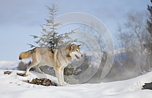 Tundra Wolf (Canis lupus albus) walking in the winter snow with the Rocky mountains in the background