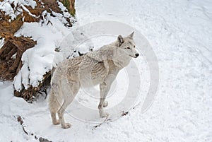 Tundra wolf