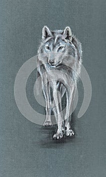 Tundra wolf drawing