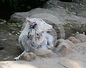 Tundra wolf in the Moscow zoo.