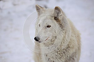 Tundra wolf