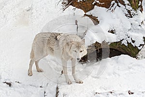 Tundra wolf on the snow