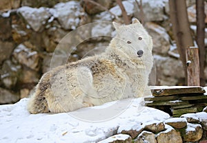 Tundra wolf