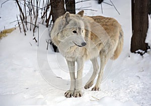 Tundra wolf