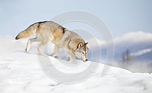 A Tundra Wolf walking in the winter snow with the Rocky mountains in the background