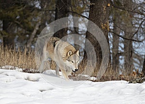 Tundra Wolf walking in the winter snow with the Rocky mountains in the background