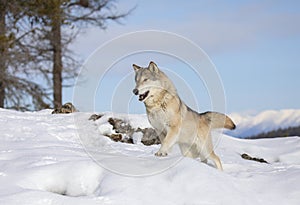 A Tundra Wolf walking in the winter snow with the Rocky mountains in the background