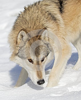 A Tundra Wolf walking in the winter snow with the Rocky mountains in the background