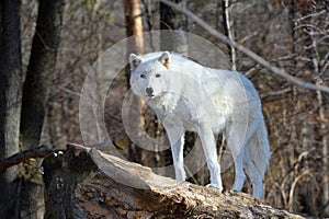 Tundra Wolf in the Wild photo