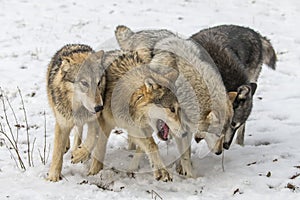 Lobos 