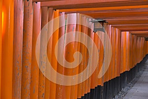 Tunel and Toriis path in Fushimi Inari-Taisha in Kyoto during Hanami