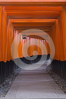 Tunel and Toriis path in Fushimi Inari-Taisha in Kyoto during Hanami