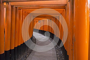 Tunel and Toriis path in Fushimi Inari-Taisha in Kyoto during Hanami