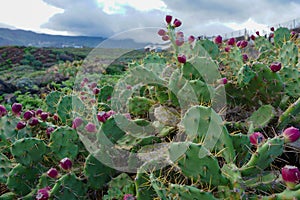 Tunera de tuno Indio, a very typical cactus of the Canary Islands photo