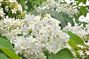 Tung blossom background