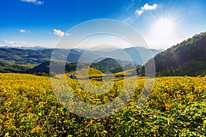 Tung Bua Tong Mexican sunflower field at Mae Hong Son Province in Thailand