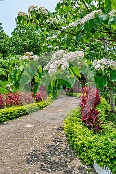 Tung flower blooming in the park,Miaoli, Taiwan