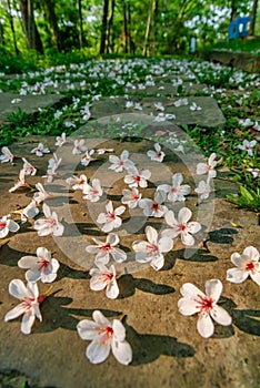 Tung flowers blooming in Miaoli