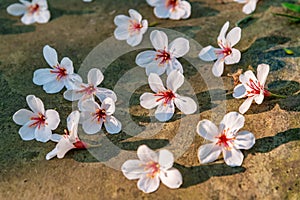 Tung flowers blooming in Miaoli