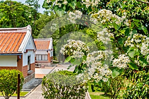 Tung flowers blooming in Miaoli