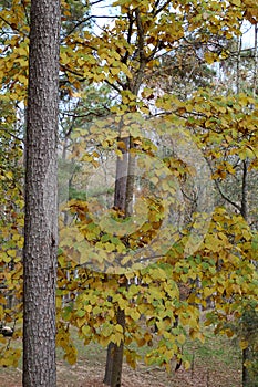 Tung oil tree getting its fall colors