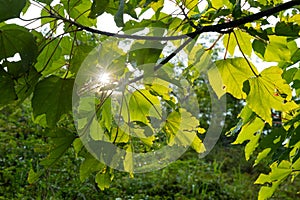 Tung oil (Vernicia fordii) leaves with tree branches sun ray, green background photo