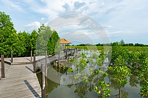 Tung Prong Thong or Golden Mangrove Field at Estuary Pra Sae, Rayong, Thailand