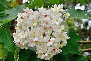 Tung tree flowers