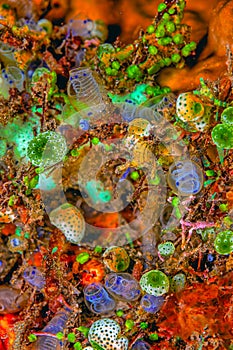 Tunicate on coral reef, underwater