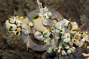 Tunicates