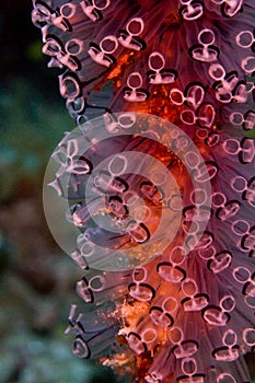 Tunicates Closeup