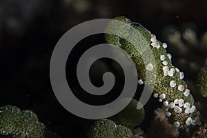 Tunicates on green sponge alga underwater while diving maldives