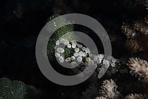 Tunicates on green sponge alga underwater while diving maldives