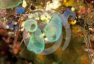 Tunicates off Bali coast