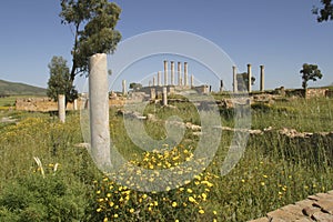 Tunis, Tuburbu Majus, the archeologic roman site. photo