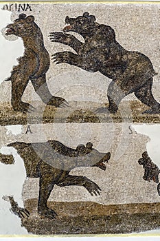 Tunisia. Tunis. Bardo Museum. A Roman fresco mosaic representing bears. Fragment