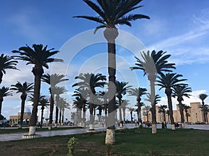 Tunecino palmera un árbol sobre el cielo azul 