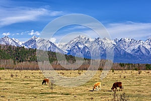 Tunka Valley. April. Calves of Buryat meat breed graze in meadow