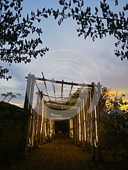 The tunnel bamboo under sunset