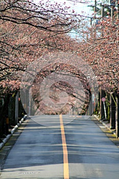 Tunnel of cherry blossom in Izu highland