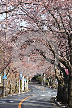 Tunnel of cherry blossom in Izu highland