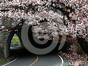 Tunnel with cherry blossom in spring.