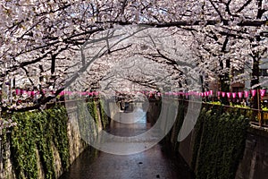 Tunnel of cherry blossom tree over river