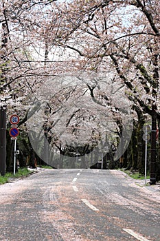 tunnel of cherry blossoms in Izu highland
