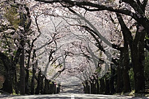 Tunnel of cherry blossoms in Izu highland