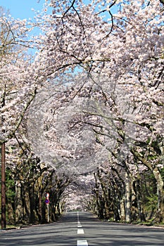 Tunnel of cherry blossoms in Izu highland