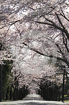 Tunnel of cherry blossoms in Izu highland photo