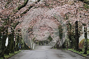 Tunnel of cherry blossoms in Izu highland, Shizuoka rainy